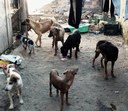 Projeto de Extensão "O Direito dos Animais" visita família que abriga cerca de 170 cães em Alvorada